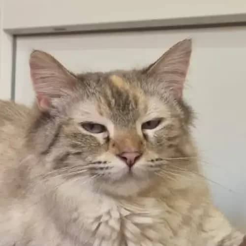 Rose, female 5yo mixed breed for adoption at Tierheim Köln, Cologne