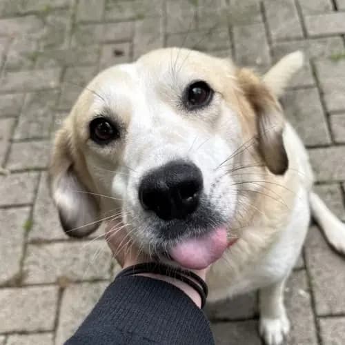 Sally, female Mixed Breed for adoption at Tierheim Köln, Cologne