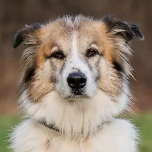 Sam (Zuhause und Paten gesucht), male 6yo Mixed Breed for adoption at Tierheim Köln, Cologne