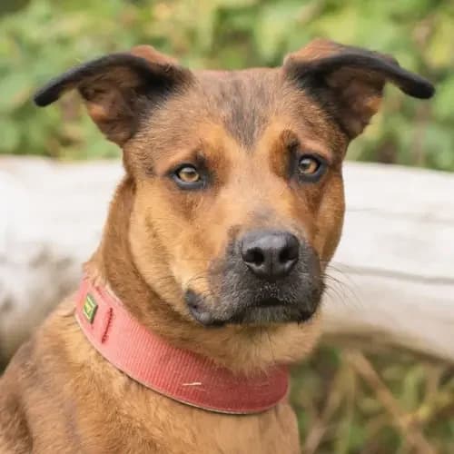 Sky, female Mixed Breed for adoption at Tierheim Köln, Cologne