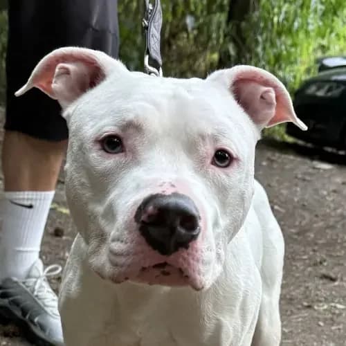 Snoopy, male 4yo Staffordshire Bull Terrier for adoption at Tierheim Köln, Cologne
