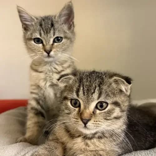 Solea und Malea, female puppy Scottish Fold for adoption at Tierheim Köln, Cologne