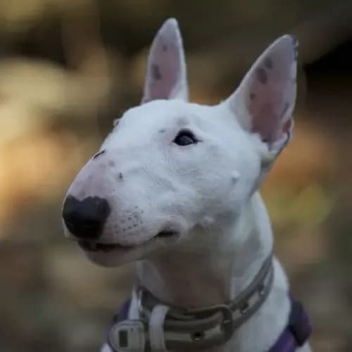 Thor (Paten gesucht), male senior Bull Terrier for adoption at Tierheim Köln, Cologne