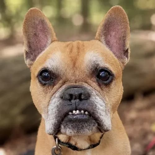 Thyson, male senior English Bulldog for adoption at Tierheim Köln, Cologne