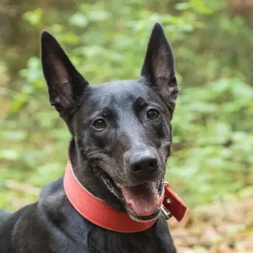 Vicky (Zuhause und Paten gesucht), female 5yo Belgian Malinois for adoption at Tierheim Köln, Cologne