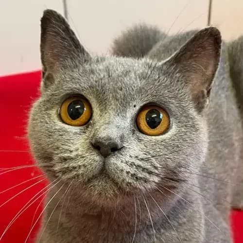 Wanda, female young British Shorthair for adoption at Tierheim Köln, Cologne