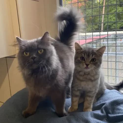 Zelda und Zeno, male British Shorthair for adoption at Tierheim Köln, Cologne