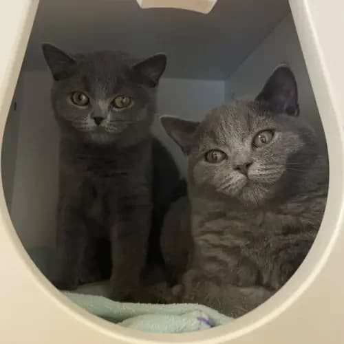 Zoya und Zuri, female British Shorthair for adoption at Tierheim Köln, Cologne