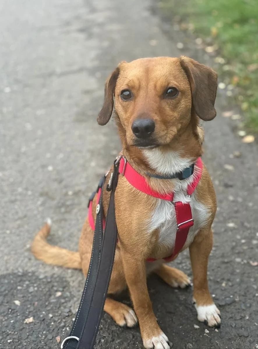 Bonnie, female Mixed Breed for adoption at Tierheim Köln-Ostheim