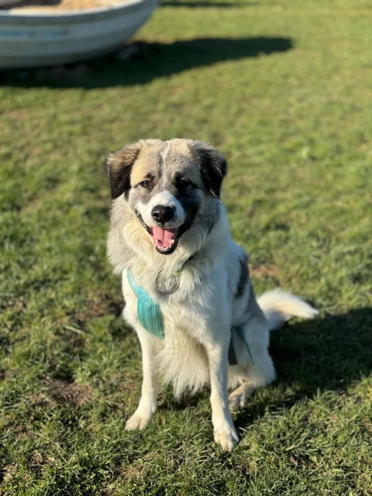 Cooper, male Mixed Breed for adoption at Tierheim Köln-Ostheim