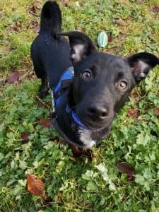 Jack is back, female Mixed Breed for adoption at Tierheim Köln-Ostheim