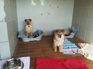 Neuzugänge aus Rumänien, female Mixed Breed for adoption at Tierheim Köln-Ostheim