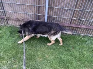 Poppina ist aus Ungarn eingetroffen, female senior Mixed Breed for adoption at Tierheim Köln-Ostheim