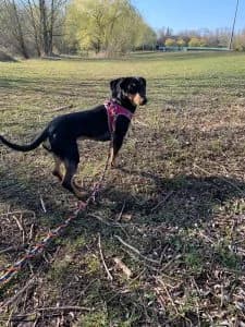 Bob on Tour, female Mixed Breed for adoption at Tierheim Köln-Ostheim