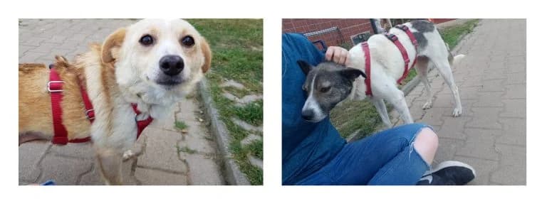 Neuzugänge im September, female Mixed Breed for adoption at Tierheim Köln-Ostheim
