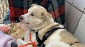 Unser Borneo, female Mixed Breed for adoption at Tierheim Köln-Ostheim