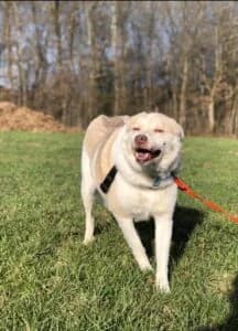 Borneo, female Mixed Breed for adoption at Tierheim Köln-Ostheim