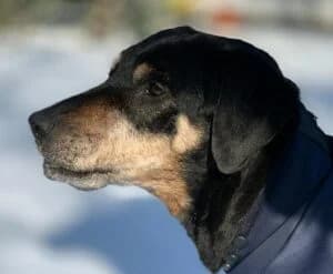 Cooper, female Mixed Breed for adoption at Tierheim Köln-Ostheim