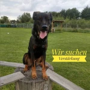 Wir stellen ein, female Mixed Breed for adoption at Tierheim Köln-Ostheim
