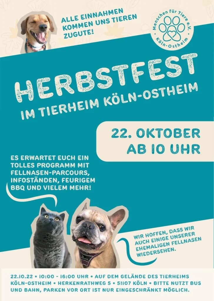 Herbstfest 2022, female young Mixed Breed for adoption at Tierheim Köln-Ostheim