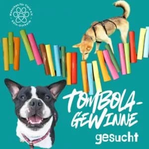 Hilfe für Sommerfest gesucht, female Mixed Breed for adoption at Tierheim Köln-Ostheim