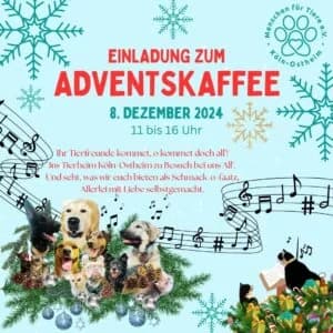 ADVENTSKAFFEE, female Mixed Breed for adoption at Tierheim Köln-Ostheim