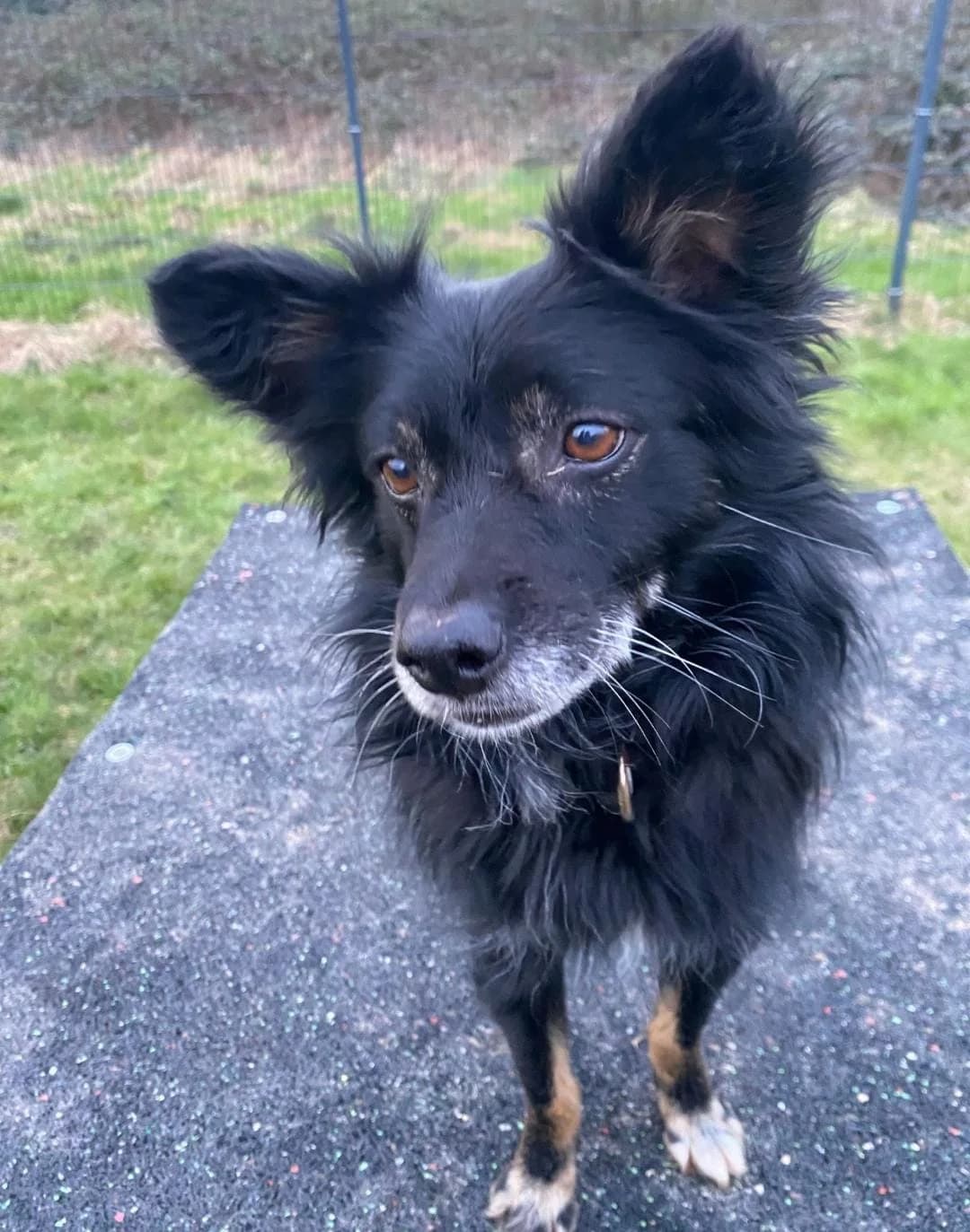 Makajo, male Mixed Breed for adoption at Tierheim Köln-Ostheim