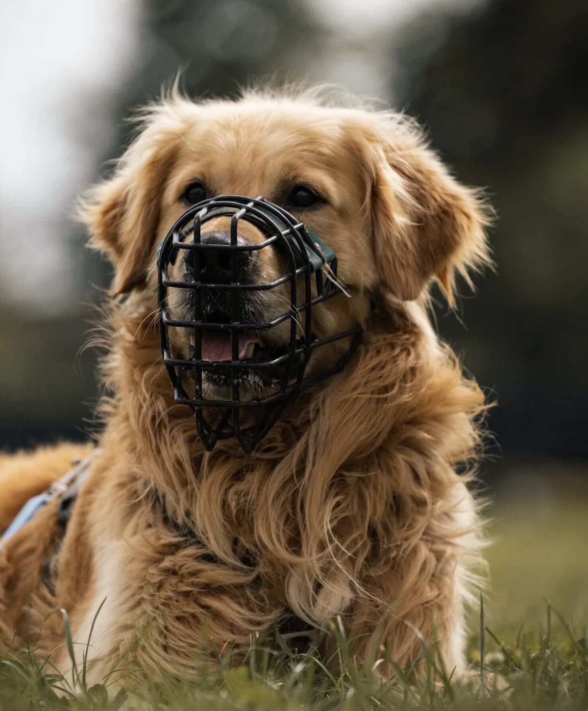 Marley, male Golden Retriever for adoption at Tierheim Köln-Ostheim