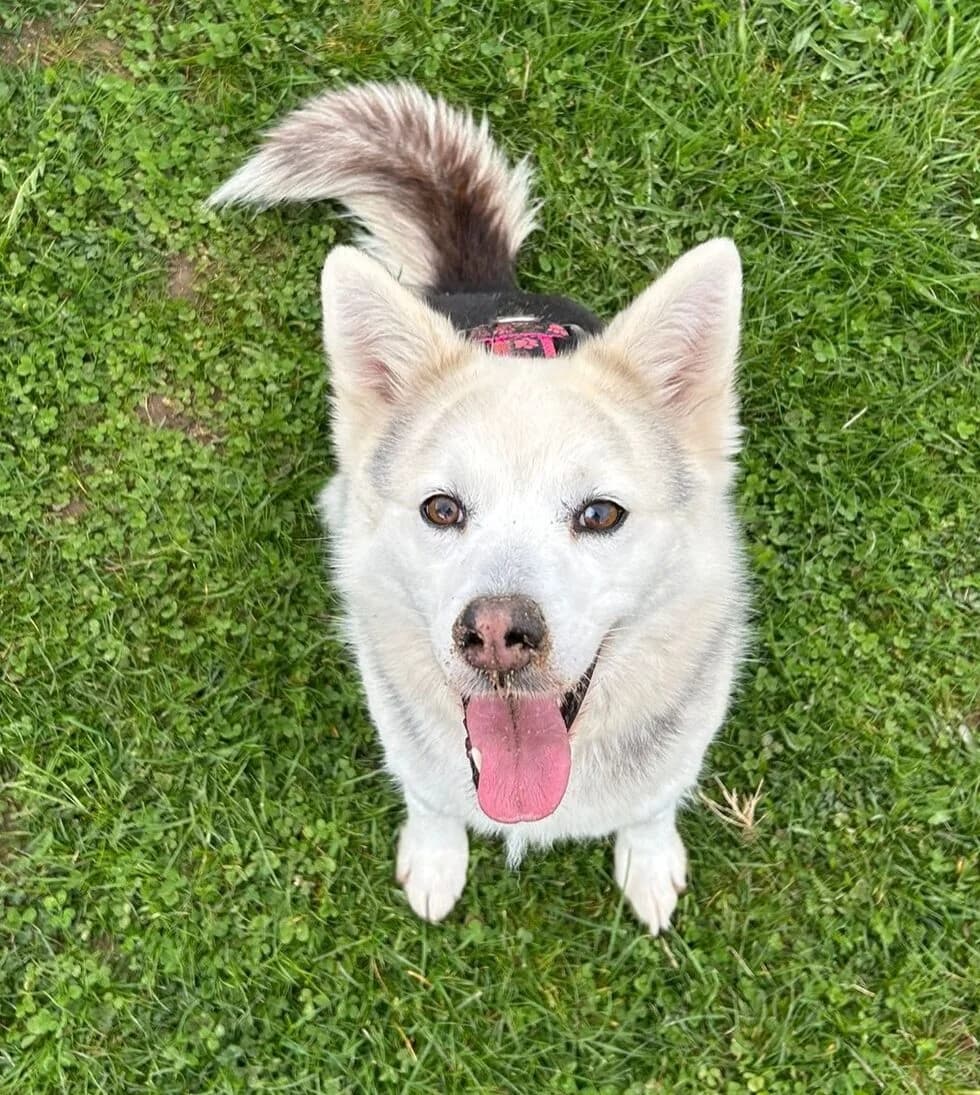 Maya, female Husky for adoption at Tierheim Köln-Ostheim