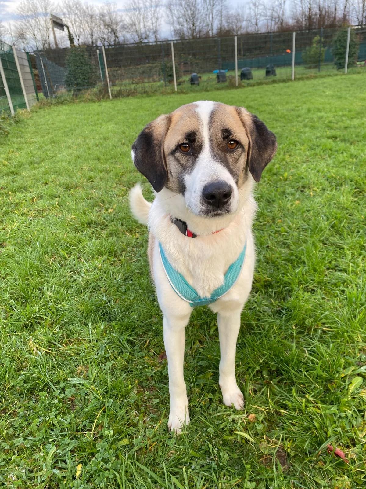 Menya, female Mixed Breed for adoption at Tierheim Köln-Ostheim