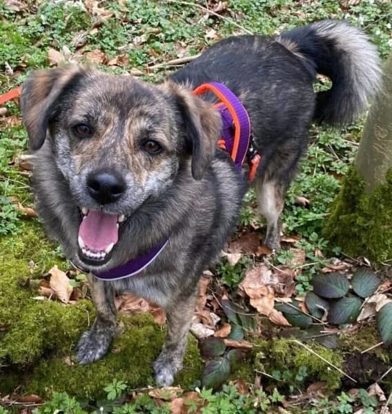 Ronja, female Mixed Breed for adoption at Tierheim Köln-Ostheim