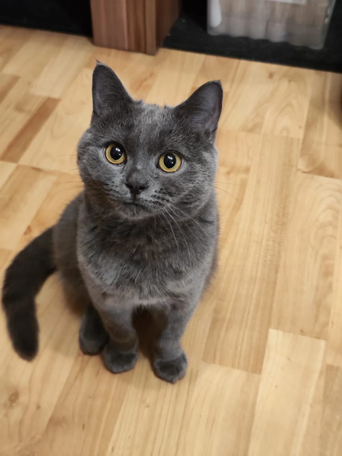 Smokey, male British Shorthair for adoption at Tierheim Köln-Ostheim
