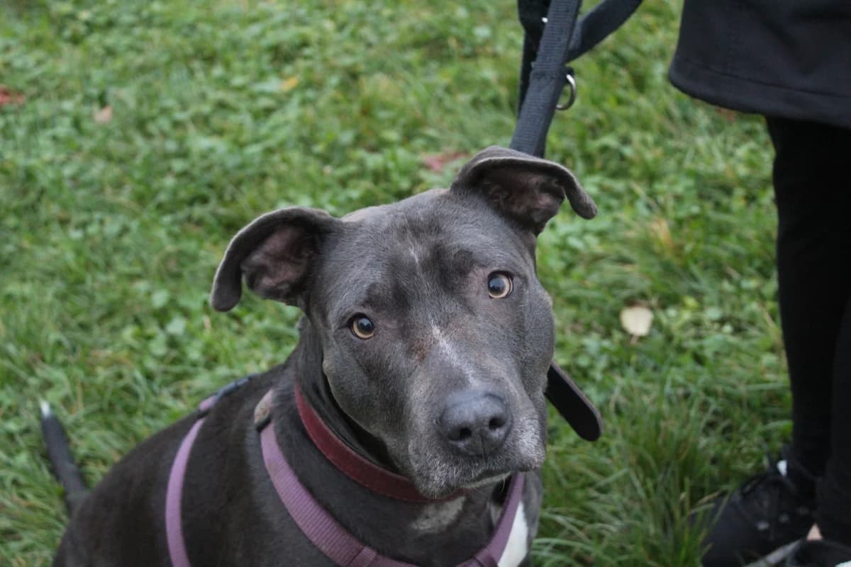 Malia, blau female senior Staffordshire Bull Terrier for adoption at Kolner Tierschutzverein, Köln