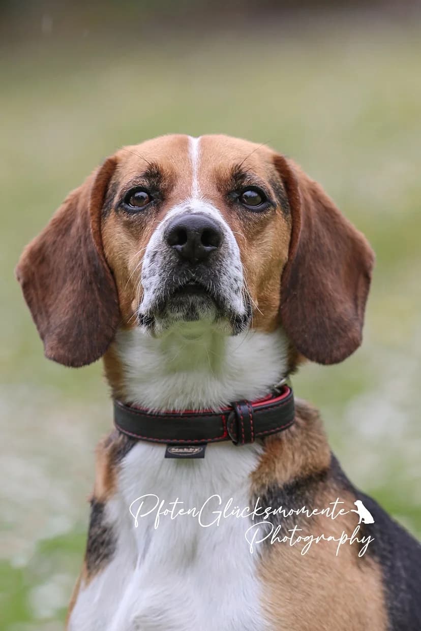 Timo, dreifarbig male senior Beagle for adoption at Kolner Tierschutzverein, Köln