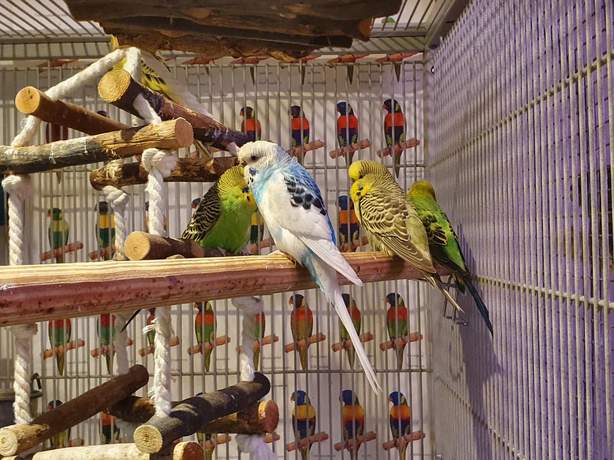 verschiedene Wellensittiche, verschieden mixed breed for adoption at Kolner Tierschutzverein, Köln