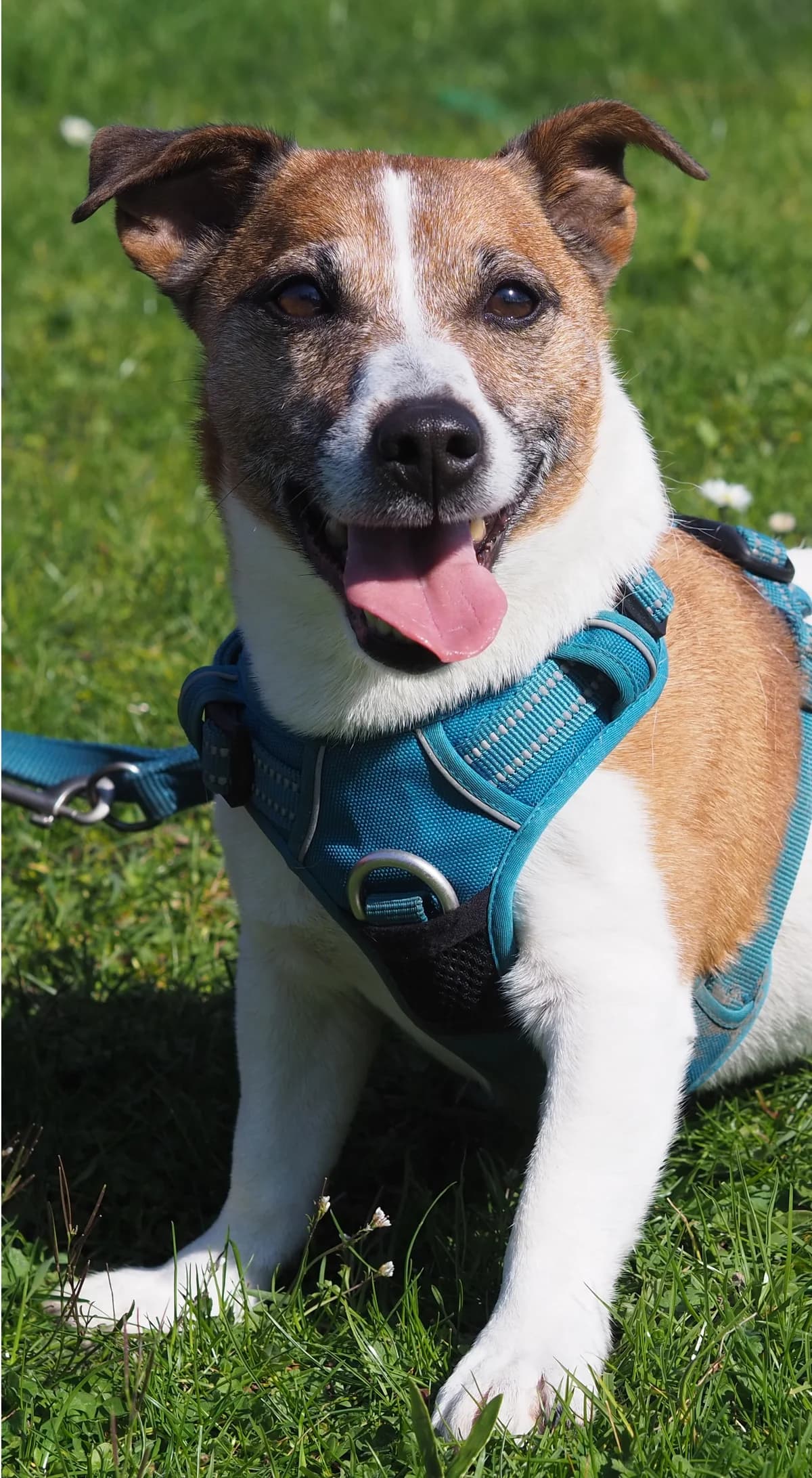 Pulce, rot - weiß male senior Jack Russell Terrier for adoption at Kolner Tierschutzverein, Köln