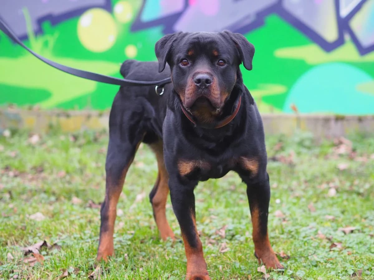 Githar, schwarz braun male 6yo Rottweiler for adoption at Kolner Tierschutzverein, Köln