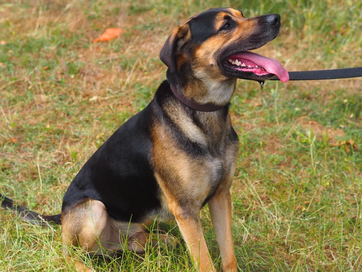 Freddy, schwarz/braun male 7yo German Shepherd for adoption at Kolner Tierschutzverein, Köln
