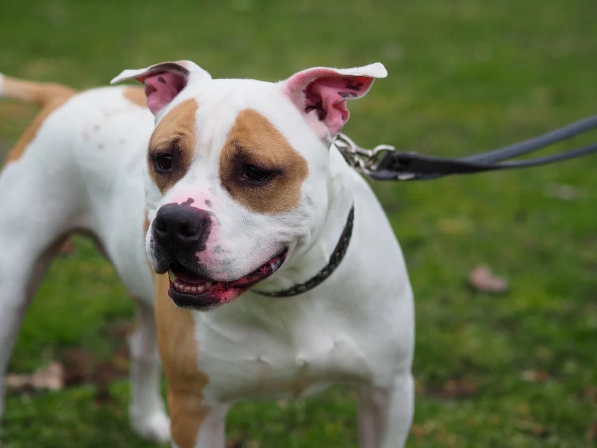 Buddy, weiß braun male 5yo English Bulldog for adoption at Kolner Tierschutzverein, Köln