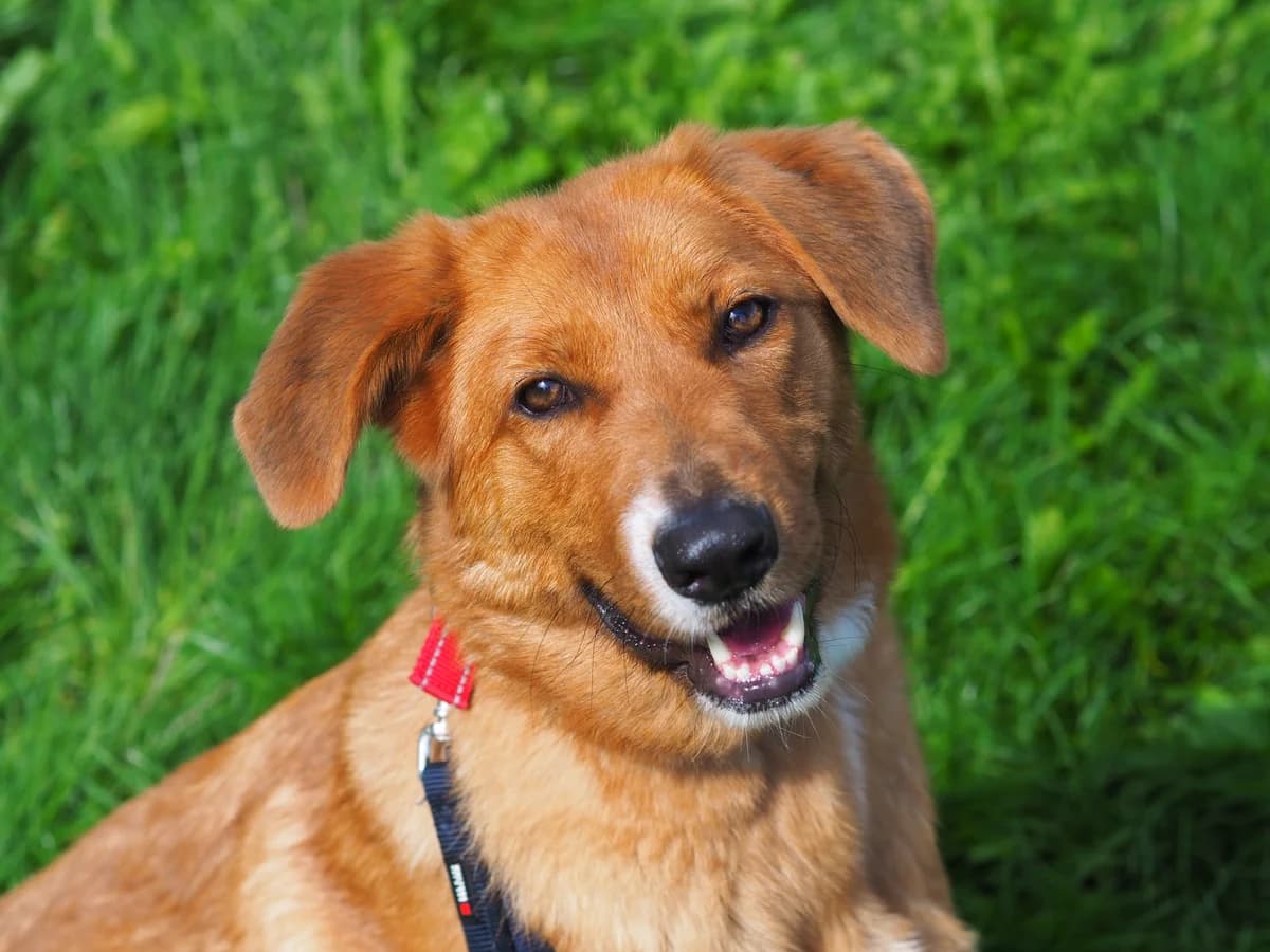 Sandy, rotbraun female 4yo Mixed Breed for adoption at Kolner Tierschutzverein, Köln