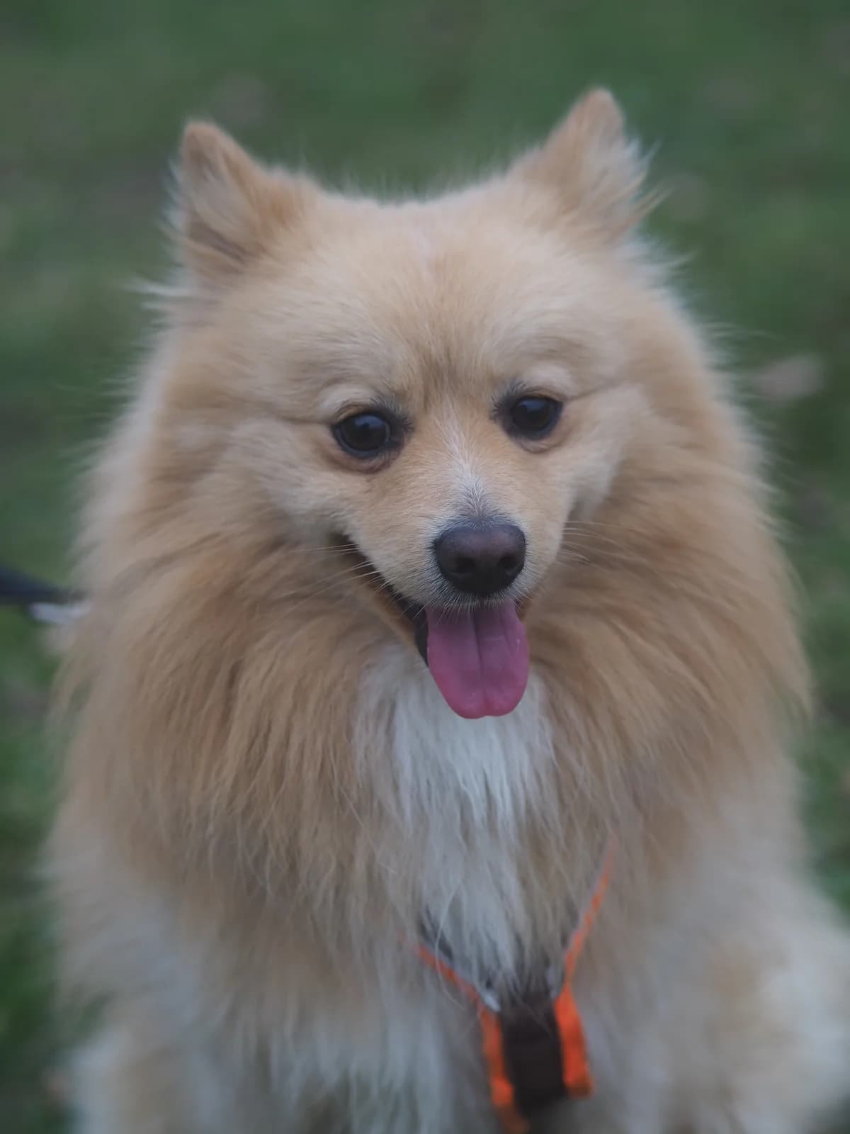 Teddy, honig-weiß male 4yo Pomeranian for adoption at Kolner Tierschutzverein, Köln