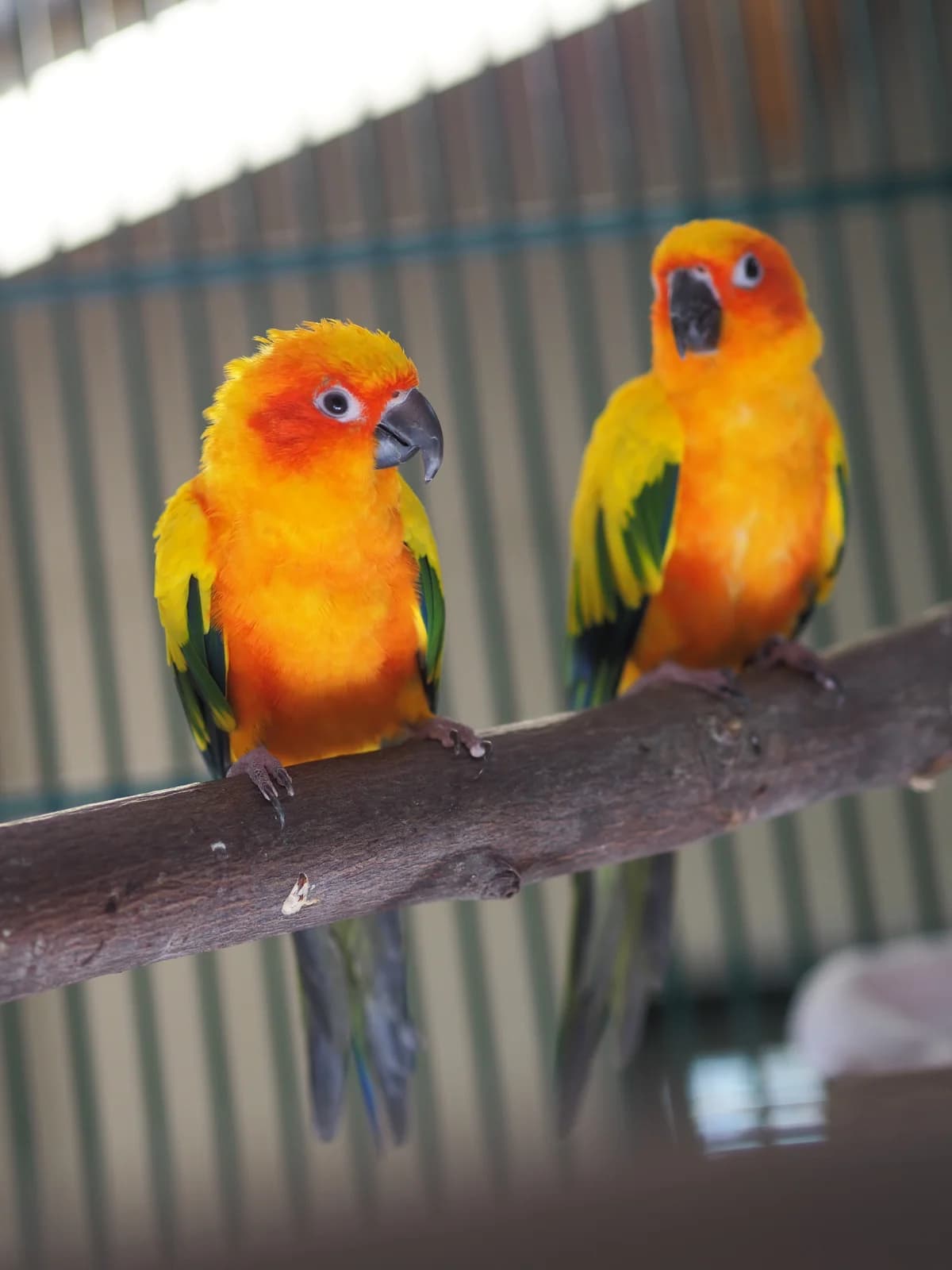 Rani und Rico, Standart mixed breed for adoption at Kolner Tierschutzverein, Köln
