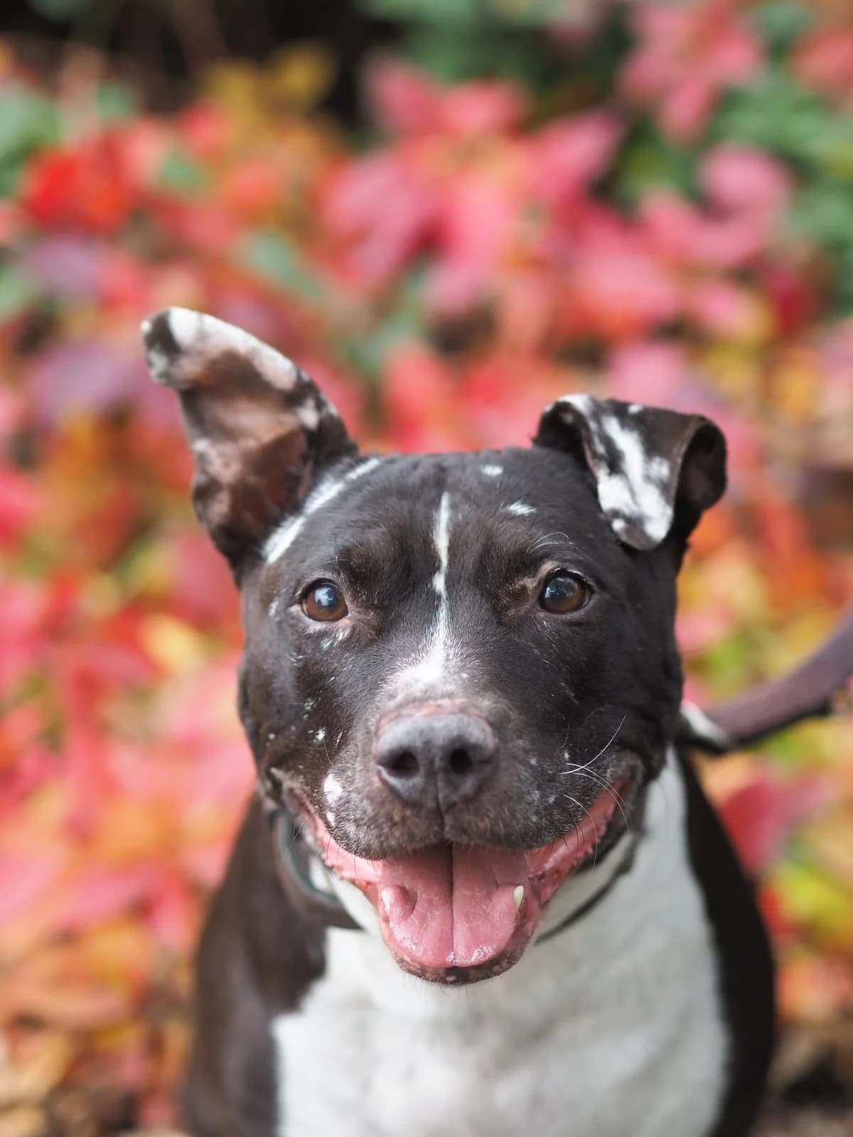 Kira, schwarz-grau-weiß female senior Staffordshire Bull Terrier for adoption at Kolner Tierschutzverein, Köln