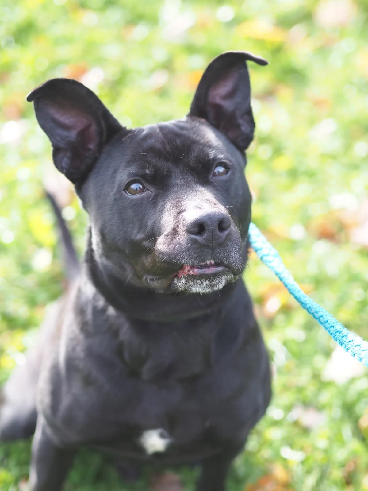Hektor, schwarz male 7yo Pit Bull Terrier for adoption at Kolner Tierschutzverein, Köln