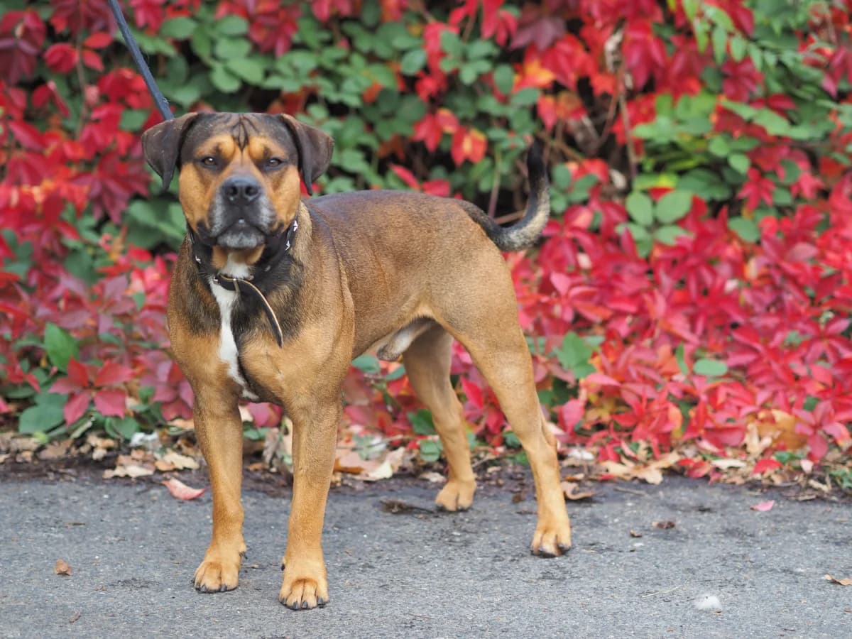 Milano, schwarz-braun, weiße Brust male 4yo Rottweiler for adoption at Kolner Tierschutzverein, Köln