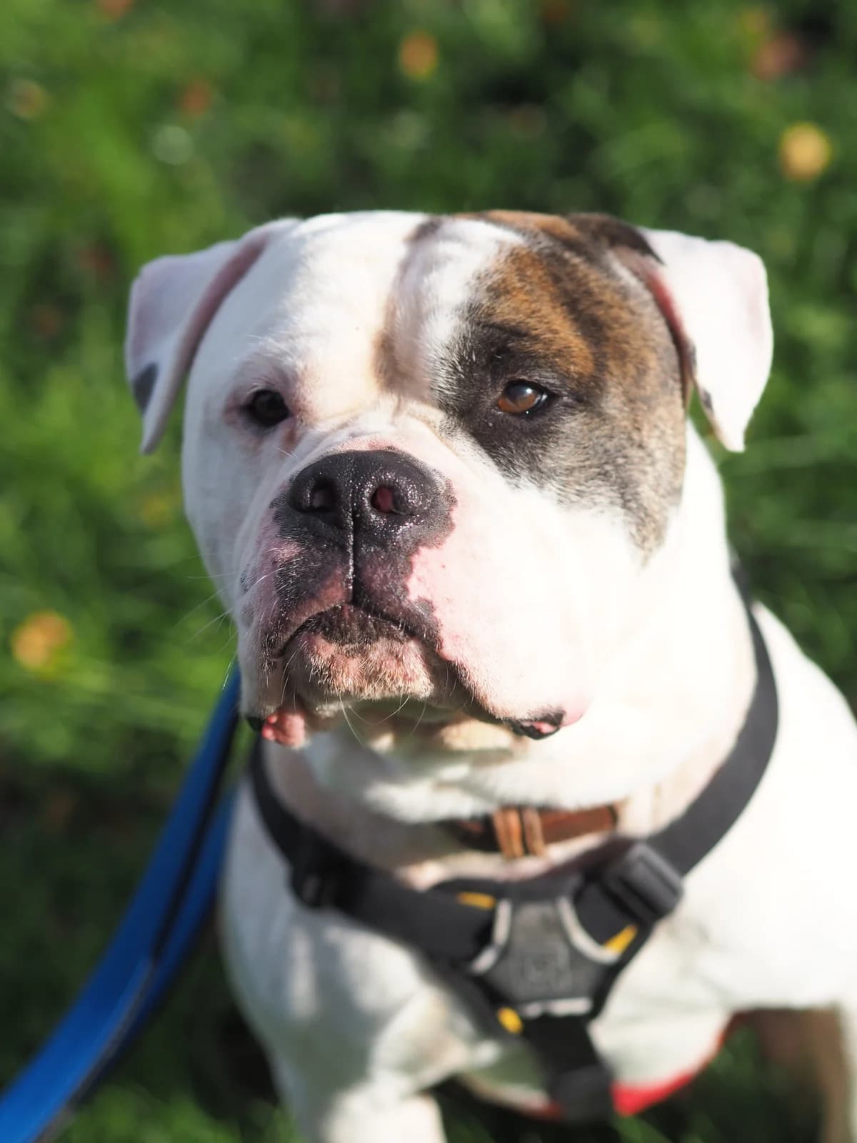 Kurt, weiß, braune Flecken male 5yo English Bulldog for adoption at Kolner Tierschutzverein, Köln