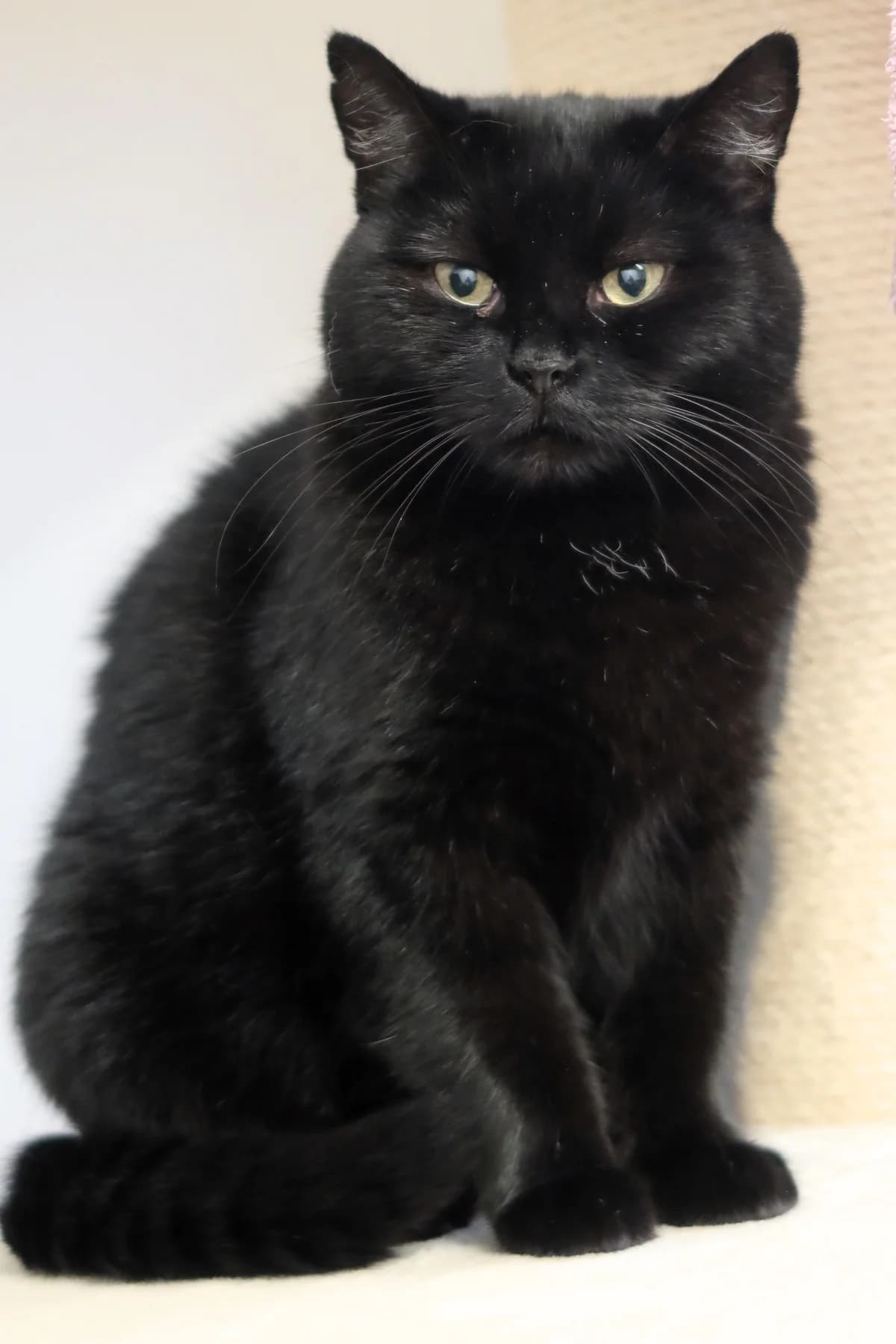 Pocahontas, schwarz female 3yo European Shorthair for adoption at Kolner Tierschutzverein, Köln
