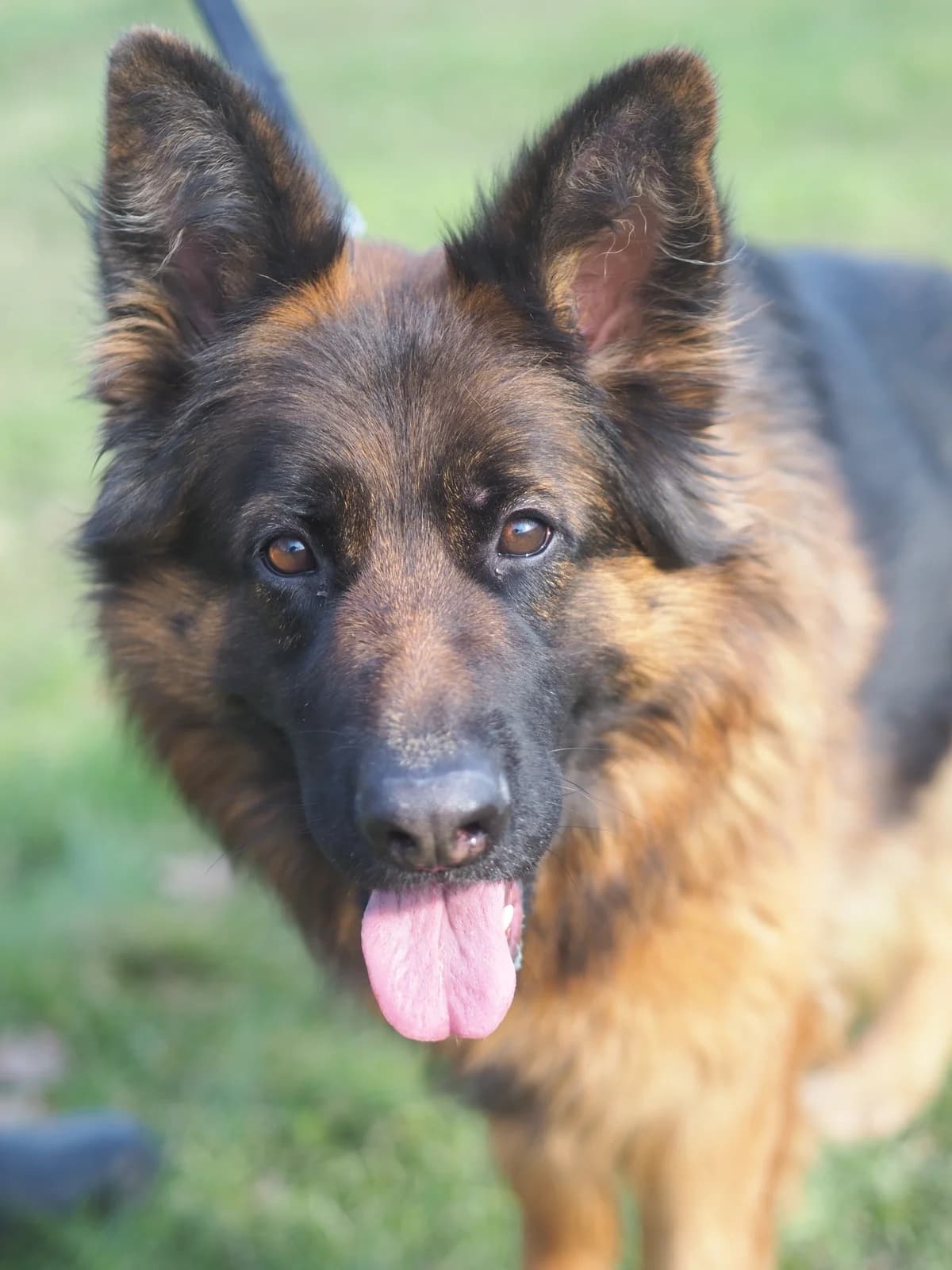Julia, schwarz-beige female 3yo German Shepherd for adoption at Kolner Tierschutzverein, Köln