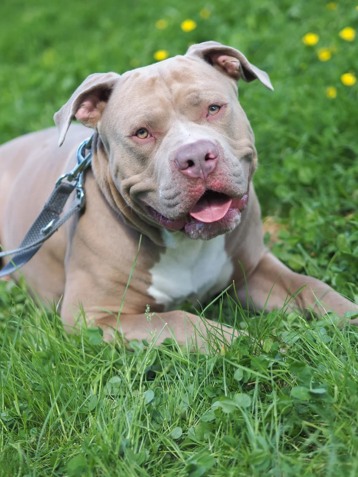 Biggie, champagner male 4yo American Bully for adoption at Kolner Tierschutzverein, Köln