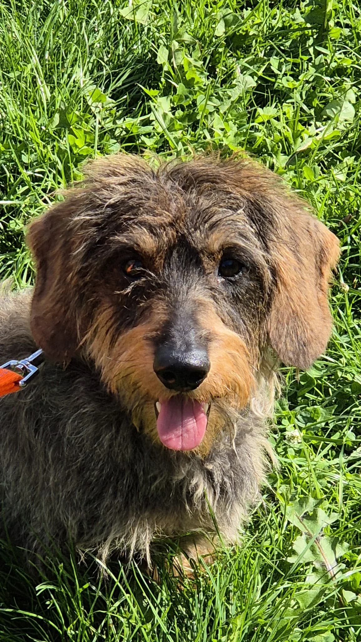Max, saufarben male senior Dachshund for adoption at Kolner Tierschutzverein, Köln